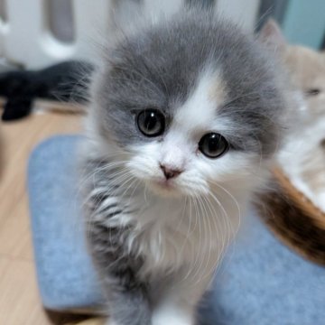 スコティッシュフォールド(折れ耳)【大阪府・女の子・2025年8月31日・ダイリュートキャリコ（セミ～ロング）】の写真「ふわふわコロコロな垂れ耳ちゃん❤️🐱」