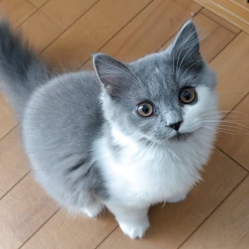 スコティッシュフォールド(立ち耳)【大阪府・男の子・2025年7月20日・ブルー&ホワイト（セミ～ロング）】の写真「まんまる💕愛嬌のある男の子🐱」