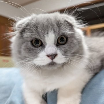 スコティッシュフォールド(折れ耳)【大阪府・男の子・2025年7月20日・ブルー&ホワイト（ロング）】の写真「ふわふわ💕可愛いハチワレ君🐱」