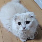 スコティッシュフォールド(折れ耳)