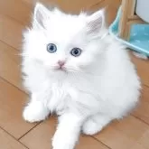 スコティッシュフォールド(立ち耳)