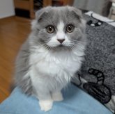 スコティッシュフォールド(折れ耳)