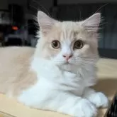 スコティッシュフォールド(立ち耳)