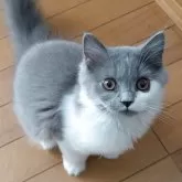 スコティッシュフォールド(立ち耳)