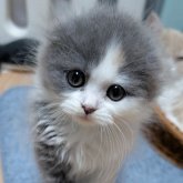 スコティッシュフォールド(折れ耳)