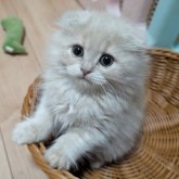 スコティッシュフォールド(折れ耳)