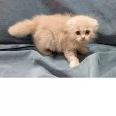 スコティッシュフォールド(折れ耳)【大阪府・女の子・2025年8月31日・クリーム】の写真4