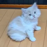 スコティッシュフォールド(立ち耳)【大阪府・女の子・2025年5月2日・クリーム&ホワイト】の写真4