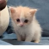 スコティッシュフォールド(立ち耳)【大阪府・男の子・2025年8月31日・クリーム&ホワイト】の写真4