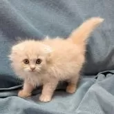 スコティッシュフォールド(折れ耳)【大阪府・女の子・2025年8月31日・クリーム】の写真7