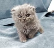 スコティッシュフォールド(折れ耳)【大阪府・男の子・2025年6月18日・ブルー】の写真5