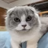 スコティッシュフォールド(折れ耳)【大阪府・男の子・2025年7月20日・ブルー&ホワイト】の写真5