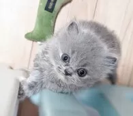 スコティッシュフォールド(立ち耳)【大阪府・女の子・2025年6月18日・ブルークリーム】の写真6