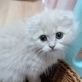 スコティッシュフォールド(折れ耳)【大阪府・女の子・2025年8月31日・クリーム】の写真2
