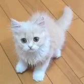 スコティッシュフォールド(立ち耳)【大阪府・女の子・2025年7月20日・クリーム&ホワイト】の写真6