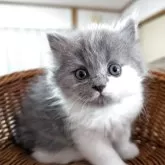 スコティッシュフォールド(立ち耳)【大阪府・男の子・2025年7月20日・ブルー&ホワイト】の写真2