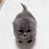 スコティッシュフォールド(折れ耳)【大阪府・男の子・2025年6月18日・ブルー】の写真7