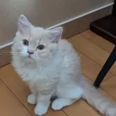 スコティッシュフォールド(立ち耳)【大阪府・女の子・2025年5月2日・クリーム&ホワイト】の写真7