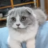 スコティッシュフォールド(折れ耳)【大阪府・男の子・2025年7月20日・ブルー&ホワイト】の写真2