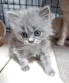 スコティッシュフォールド(立ち耳)【大阪府・女の子・2025年6月18日・ブルークリーム】の写真7