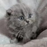 スコティッシュフォールド(折れ耳)【大阪府・男の子・2025年6月18日・ブルー】の写真8