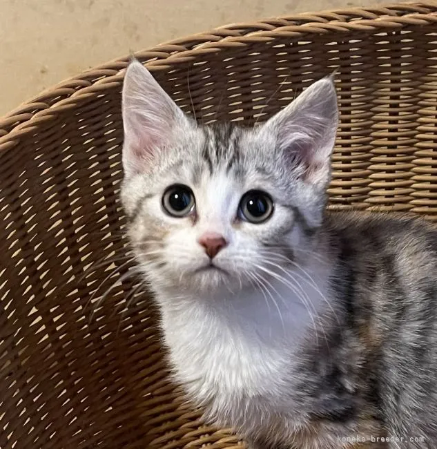 ID:2202-01458の子猫