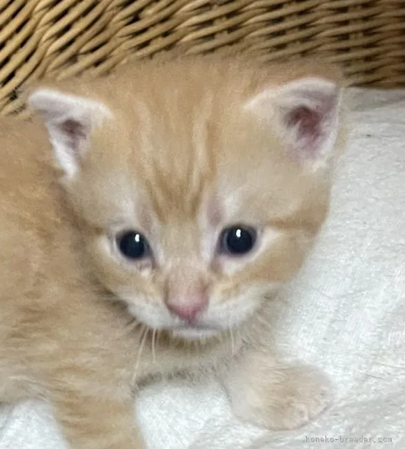 ID：2108-01391の子猫