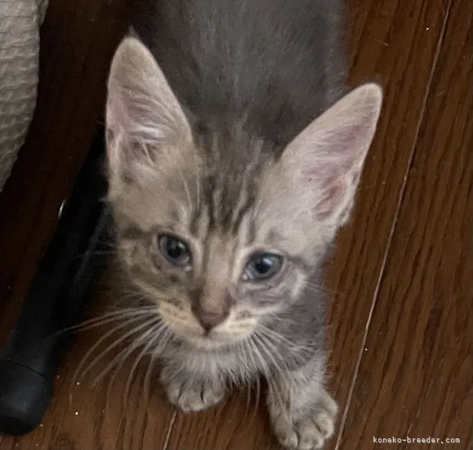ID:2108-01369の子猫
