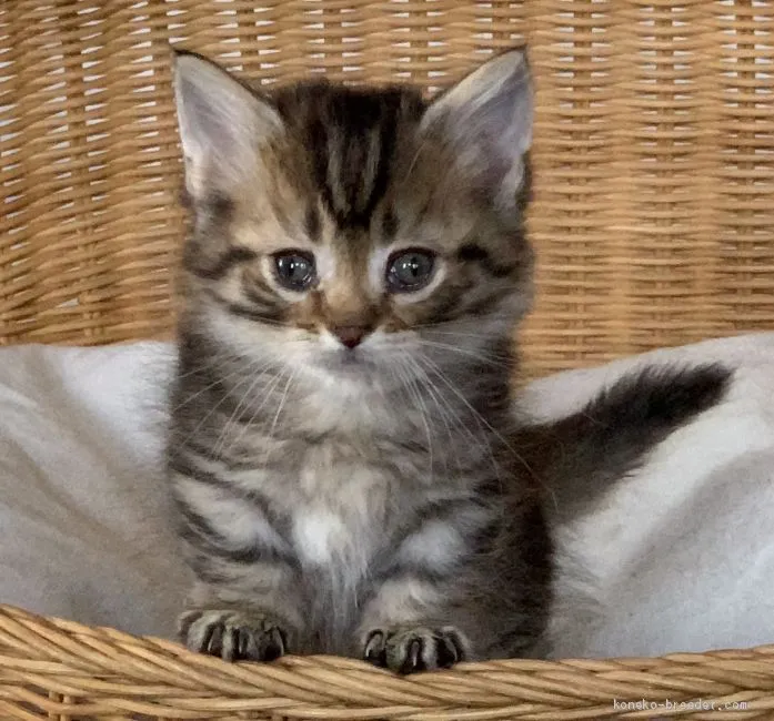 ID：1905-01454の子猫