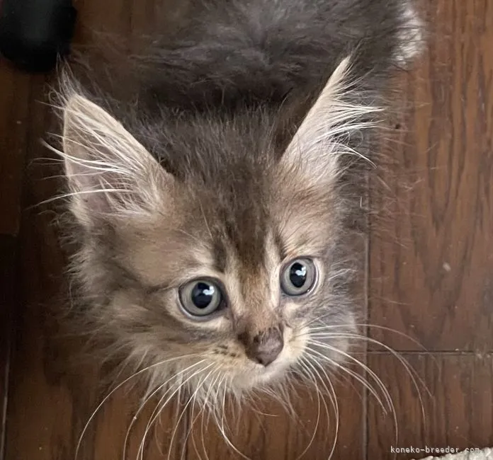 ID:2108-01353の子猫