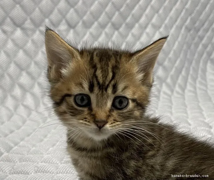 ID：2104-02252の子猫