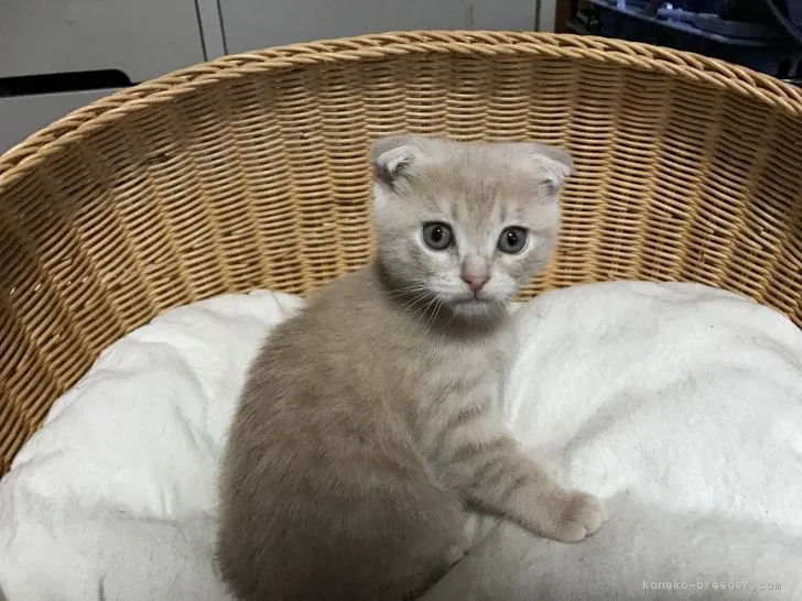 きなこの家族 様のお迎えした子猫