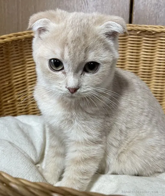 ID：2102-00140の子猫