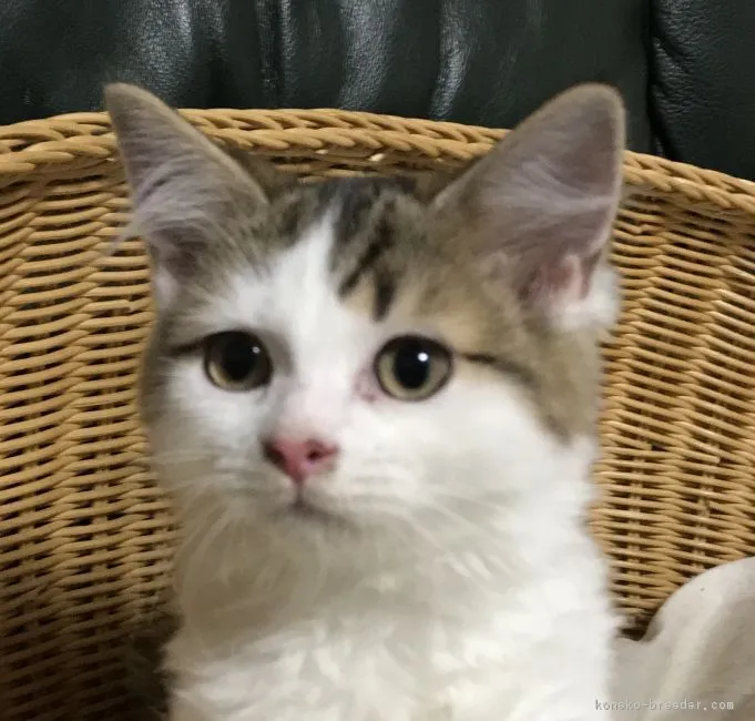 ID：1707-00226の子猫