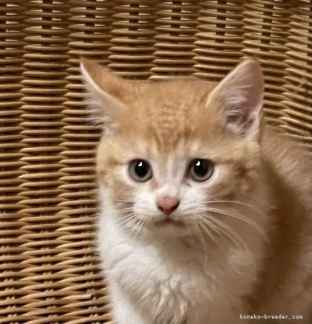 ID:2202-01479の子猫