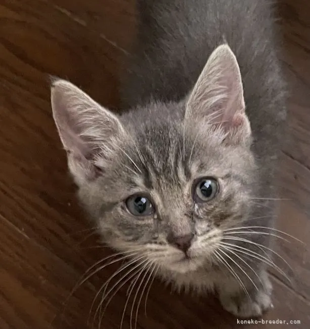 ID：2108-01367の子猫