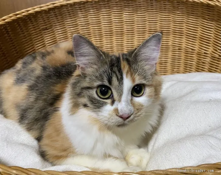 ID：2008-01412の子猫