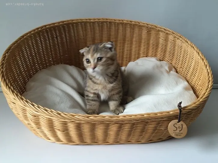 バロンまま 様のお迎えした子猫