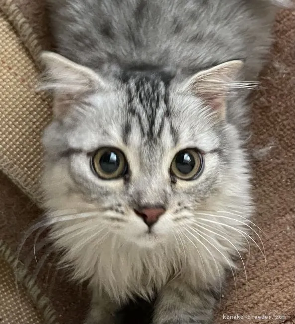 ID：2104-02266の子猫