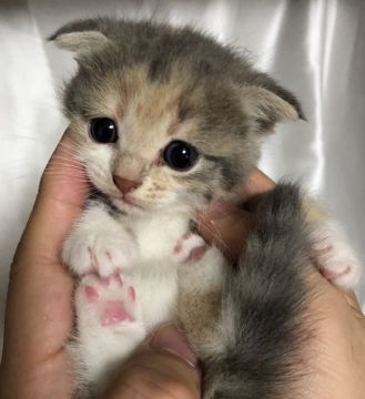 マンチカン(長足)【大阪府・女の子・2018年4月1日・ダイリュートキャリコ】の写真「とっても珍しくかわいい子猫です。」