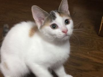 マンチカン【大阪府・女の子・2017年5月6日・キャリコ】の写真「スラットした綺麗な子猫です。」
