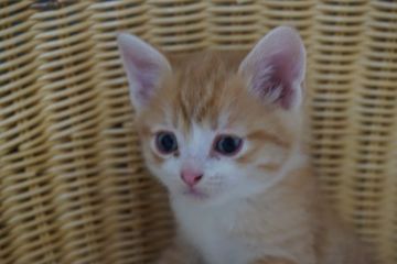 マンチカン【大阪府・男の子・2017年1月14日・ホワイト&レッド】の写真「優しい顔立ちの可愛い子猫です。」