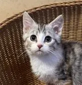 マンチカン(長足)【大阪府・女の子・2021年11月26日・三毛】の写真1「2022.2.20撮影」