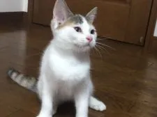 マンチカン【大阪府・女の子・2017年5月6日・キャリコ】の写真4