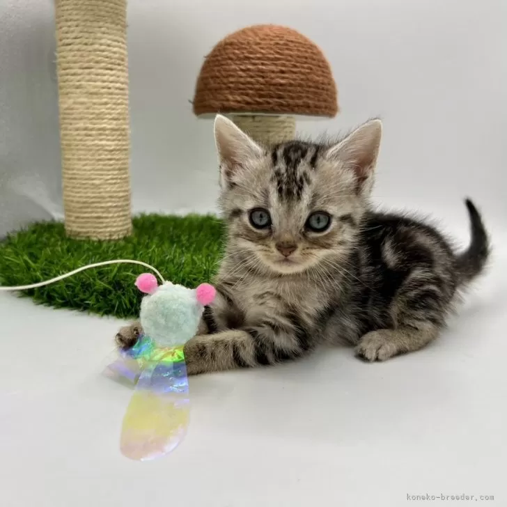 ID：2312-01842の子猫