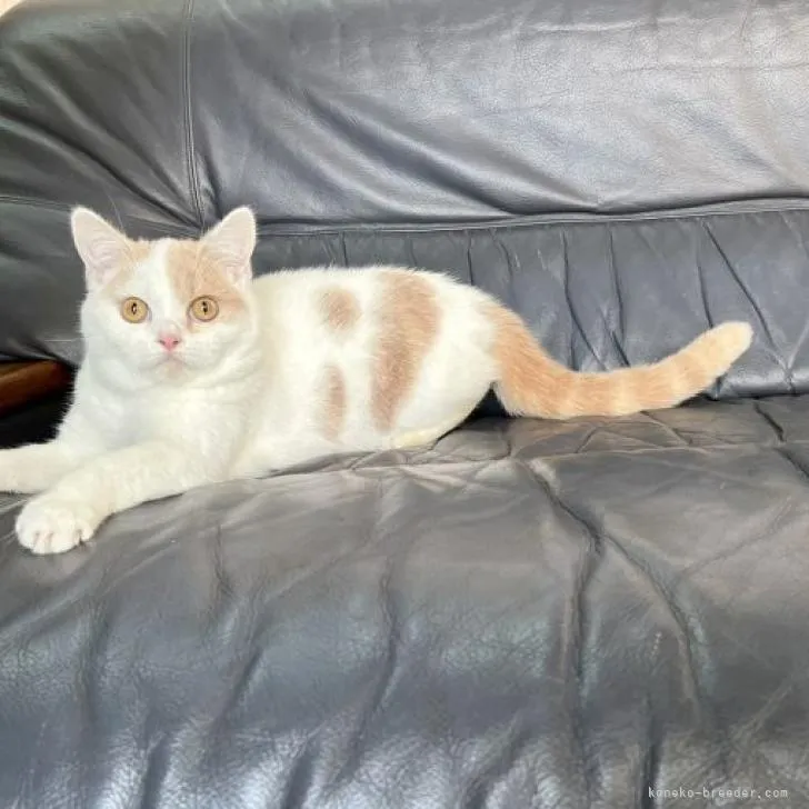 ID:2206-01539の子猫