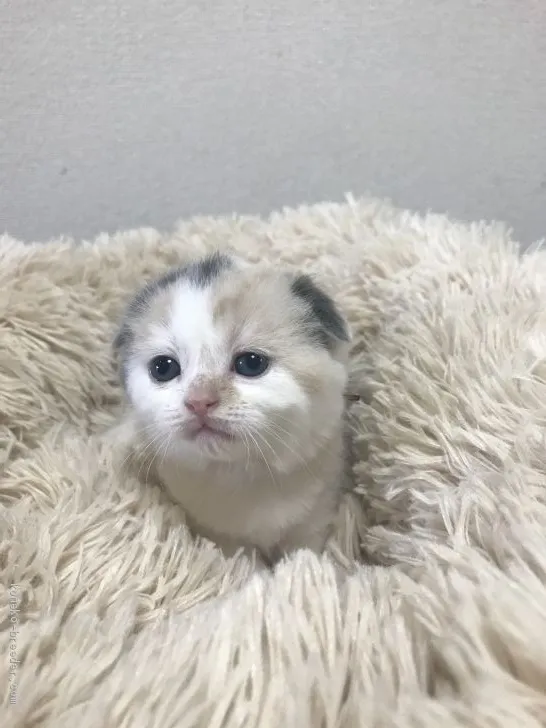 ID:2003-00761の子猫