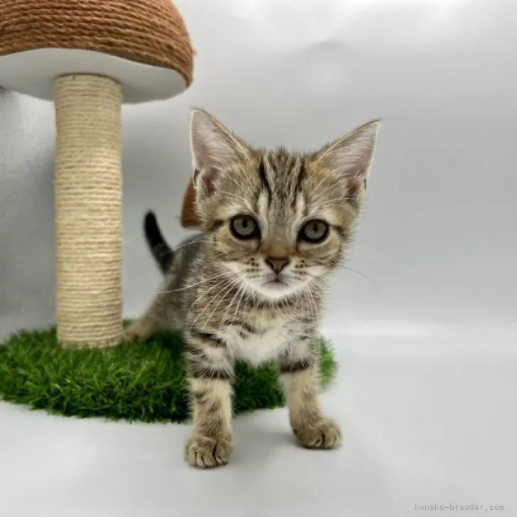 ID：2309-00689の子猫