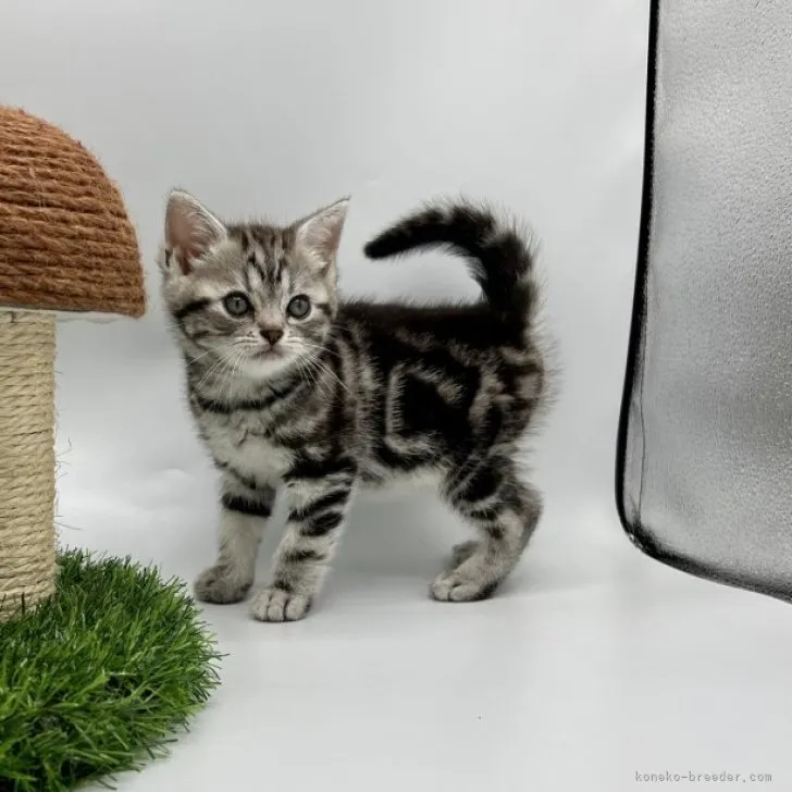 ID：2306-02996の子猫