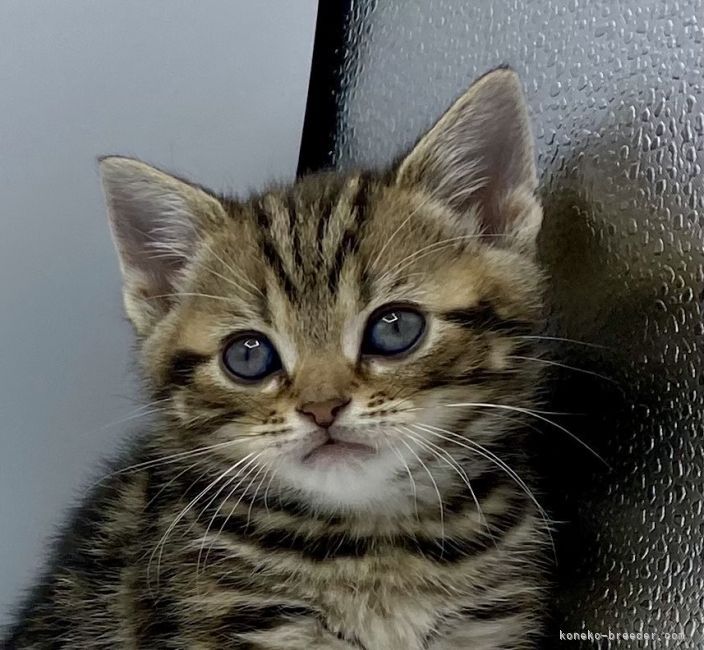 アメリカンショートヘア 徳島県 女の子 21年12月12日 ブラウンタビー ブラウンタビー の女の子 みんなの子猫ブリーダー 子猫id 21 006